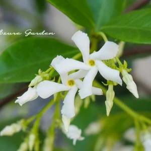 テイカカズラ（定家葛）｜初夏を彩る星型の花と名前の由来