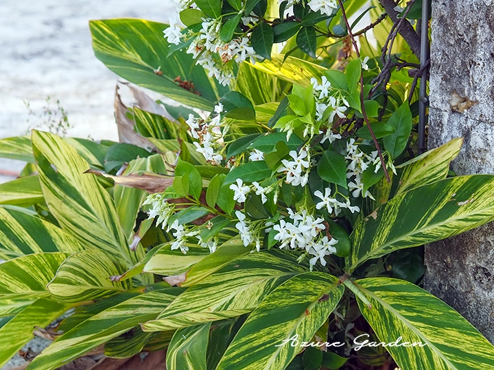 白い星形の花を咲かせたテイカカズラ(Star Jasmine)が光沢のある葉とともに初夏の庭を彩っている様子