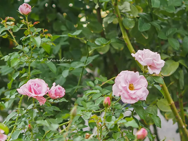 サマーモルゲン – Sommermorgen