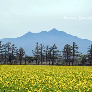 北海道・斜里町のひまわり畑|初秋に出会った黄金の風景