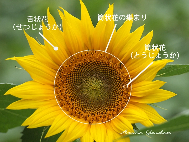 ヒマワリの構造