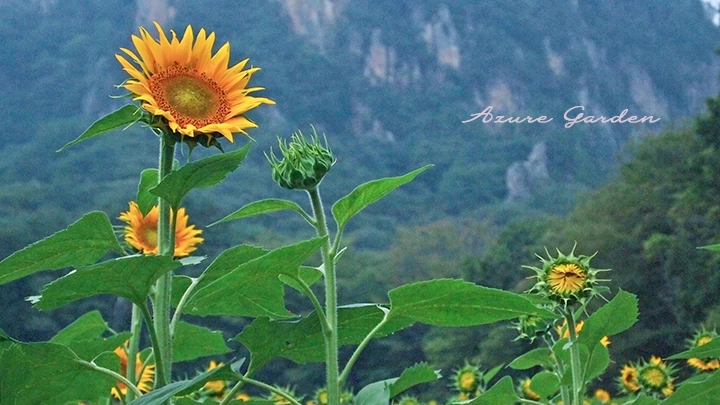 岩肌を背に咲き並ぶひまわりたち