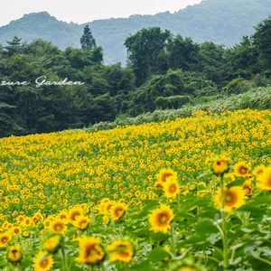 ひまわりの季節に思い出した風景 | 群馬・大岩フラワーガーデン(2013年の記録)