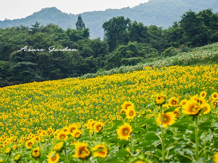 ひまわり畑