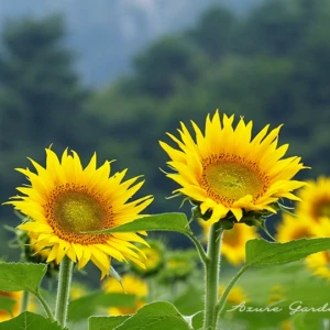 ヒマワリ(向日葵)|太陽の花として愛される夏の風物詩