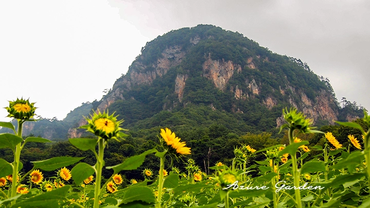 大岩を背景に夏空へ伸びるひまわり
