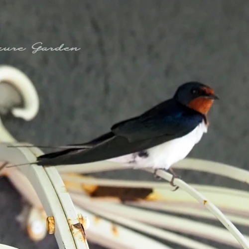 ツバメ（燕）Swallow