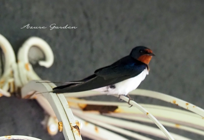 ツバメ（燕）Swallow