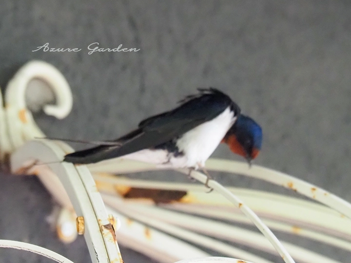 ツバメ（燕）Swallow
