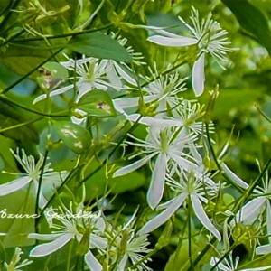 センニンソウ（仙人草）｜甘い香りを持つ清楚な秋の花