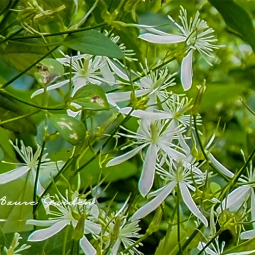 センニンソウ（仙人草）