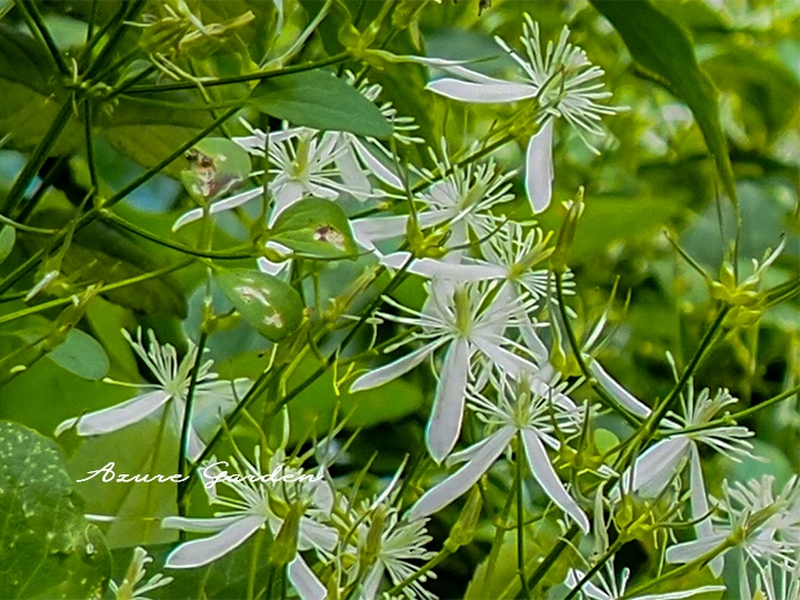 センニンソウ(仙人草)