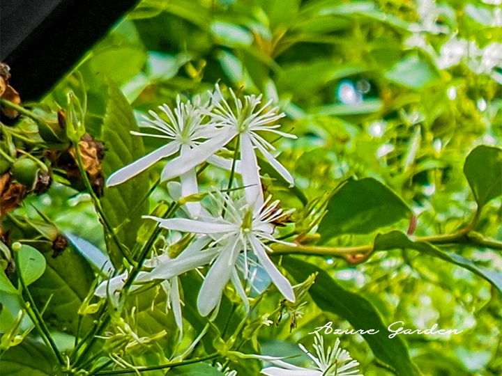 センニンソウの花