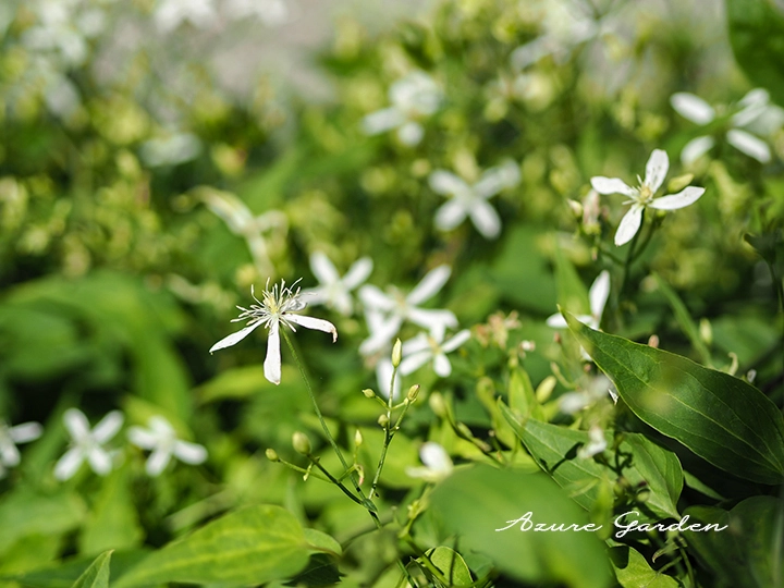 甘い香りを持つセンニンソウ（仙人草）