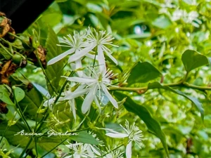 センニンソウ（仙人草）