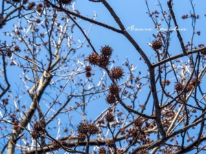 モミジバフウの実