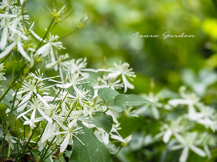 センニンソウ(仙人草)