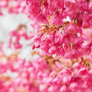 カンヒザクラ(寒緋桜)|沖縄で見られる2種類の桜