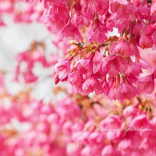 カンヒザクラ（寒緋桜）