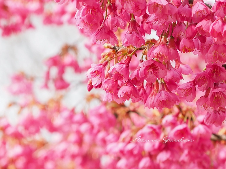 カンヒザクラ(寒緋桜)