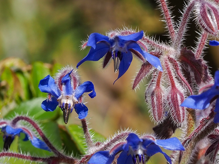 ボリジ(Borage)