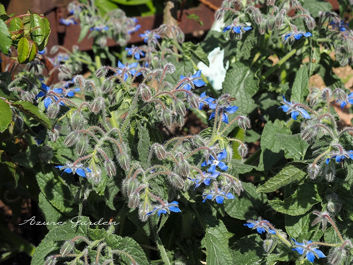 青い星形の花と毛に覆われた茎やつぼみを持つボリジ