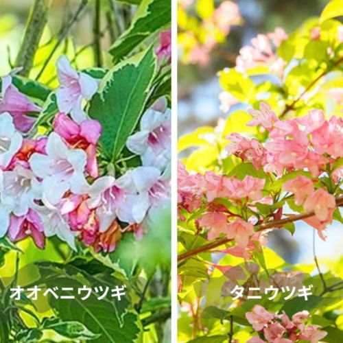 オオベニウツギとタニウツギの花の違い（左：オオベニウツギ、右：タニウツギ）