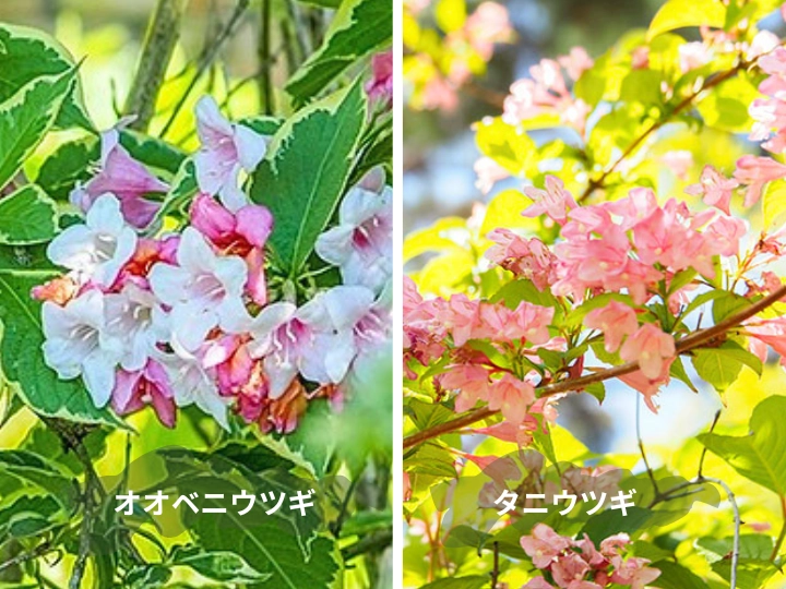 オオベニウツギとタニウツギの花の違い（左：オオベニウツギ、右：タニウツギ）
