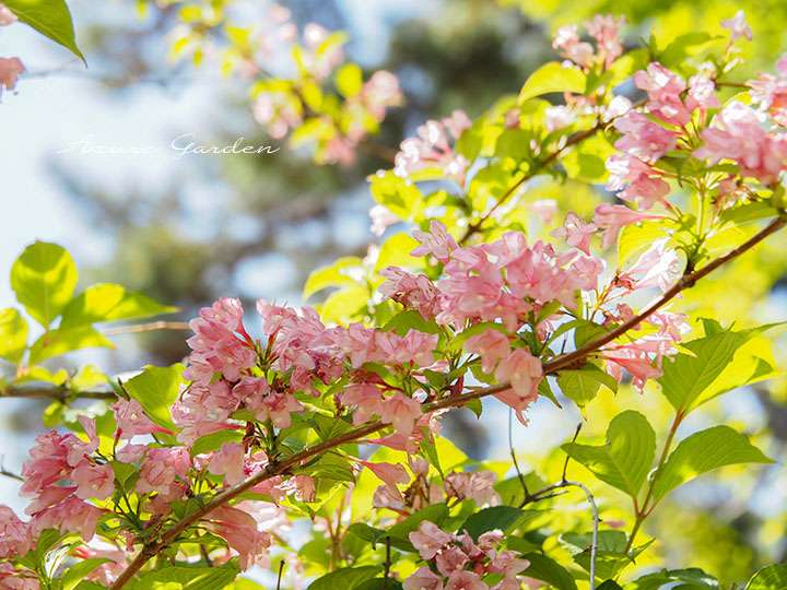 タニウツギ(谷空木)- Japanese weigela
