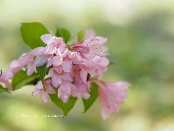 タニウツギ(谷空木)- Japanese weigela