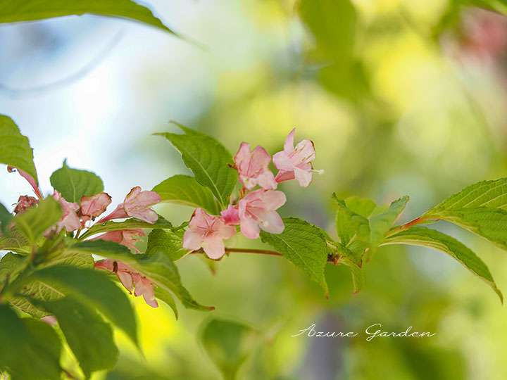 タニウツギ(谷空木)- Japanese weigela
