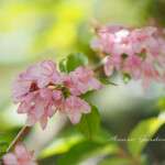 タニウツギ（谷空木）- Japanese weigela