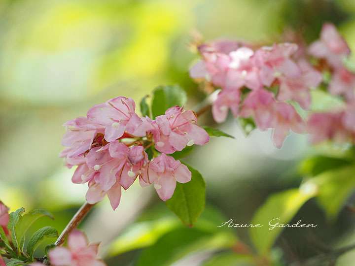 タニウツギ(谷空木)- Japanese weigela