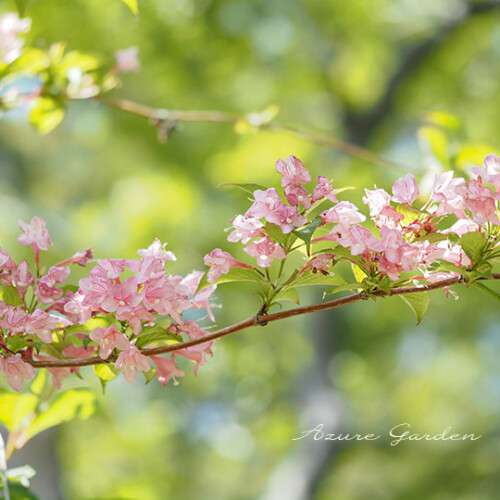 タニウツギ（谷空木）- Japanese weigela