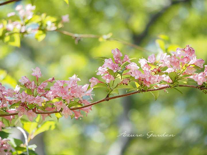 タニウツギ(谷空木)- Japanese weigela 2025.5.8 撮影