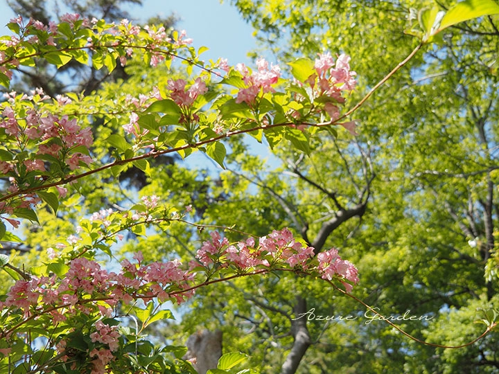 タニウツギ(谷空木)- Japanese weigela