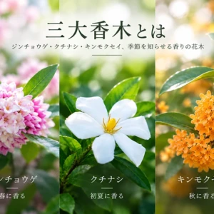 三大香木とは｜ジンチョウゲ・クチナシ・キンモクセイ、季節を知らせる香りの花木