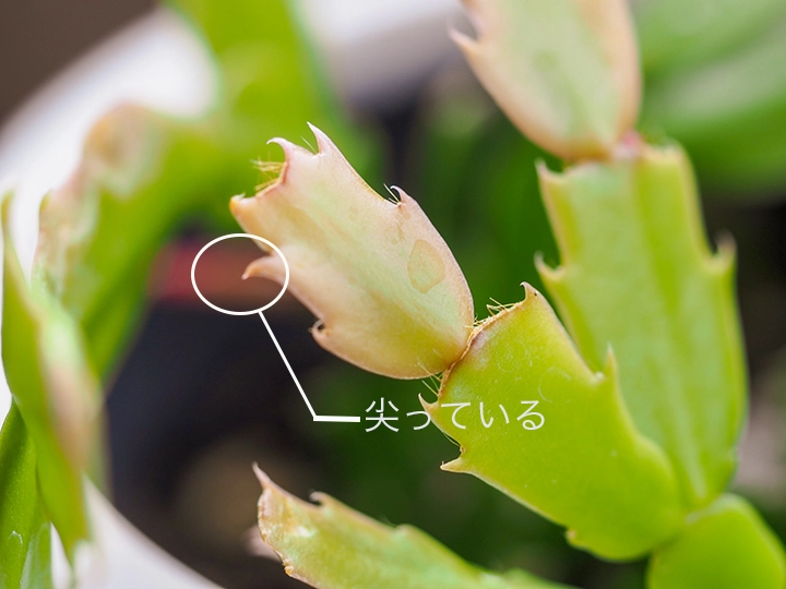 サンクスギビング・カクタスの葉