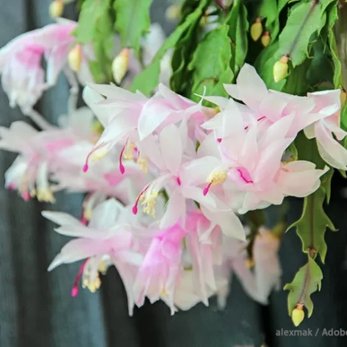 サンクスギビング・カクタスの花