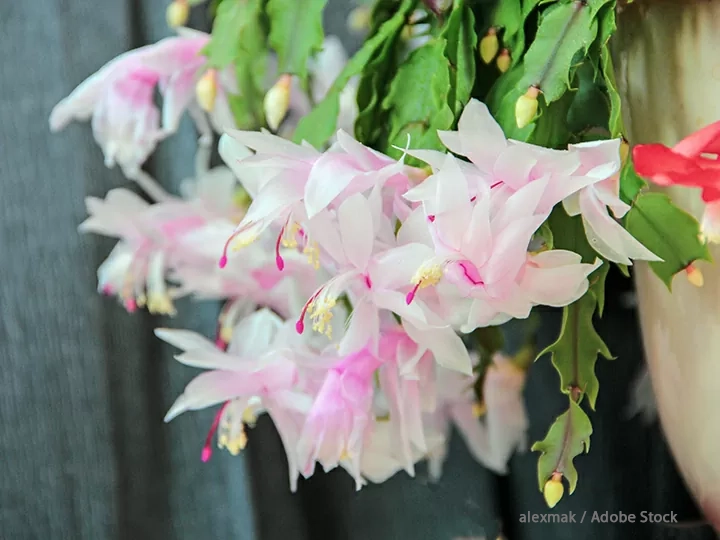 サンクスギビング・カクタスの花