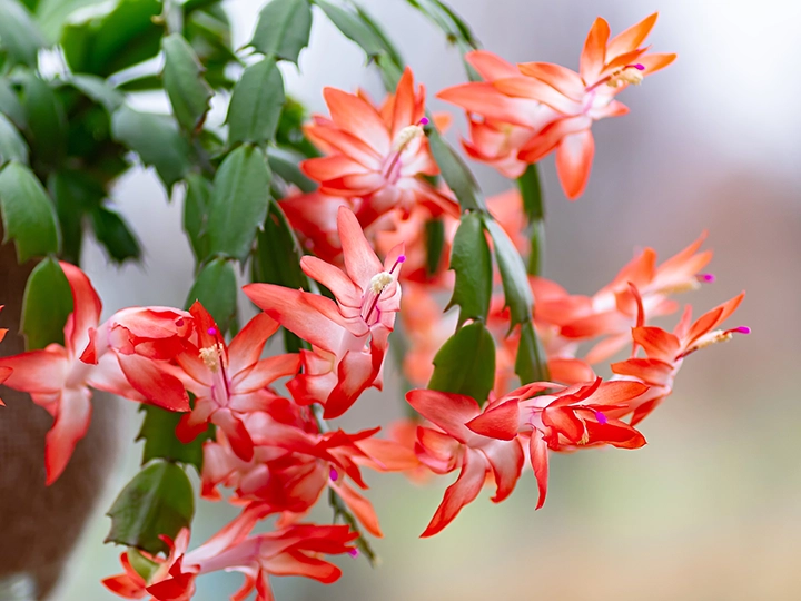 サンクスギビング・カクタスの花