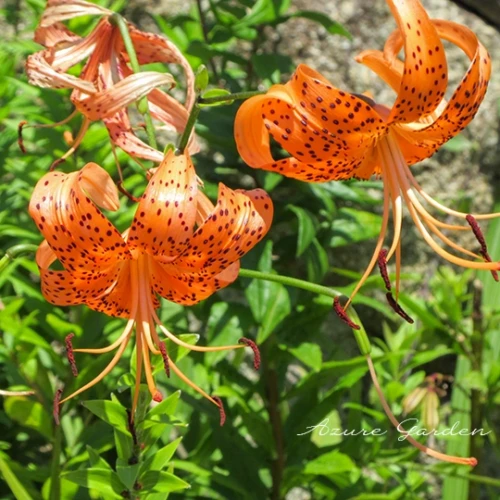 鮮やかな橙色の花を咲かせるオニユリ(鬼百合)