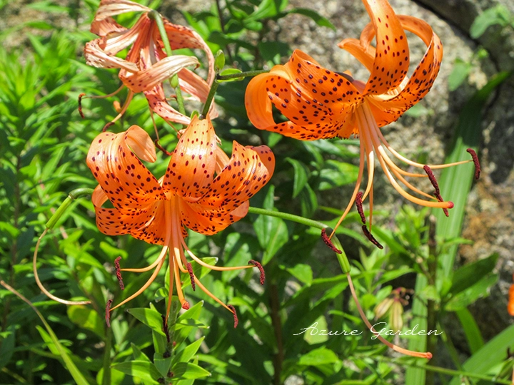 鮮やかな橙色の花を咲かせるオニユリ(鬼百合)