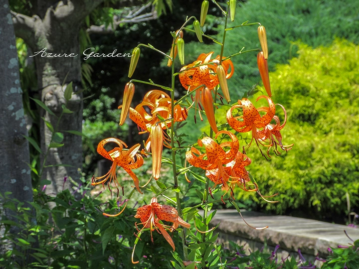 反り返った花びらを持つオニユリの花