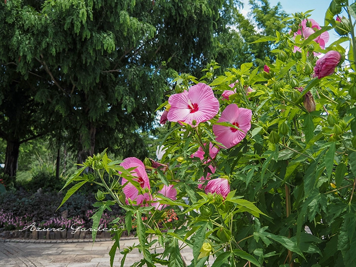 真夏の植物園で咲くタイタンビカス
