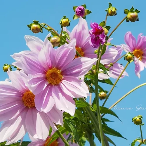 コウテイダリア（皇帝ダリア）- Tree dahlia