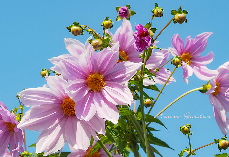 tree dahlia