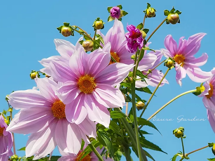 コウテイダリア（皇帝ダリア）- Tree dahlia
