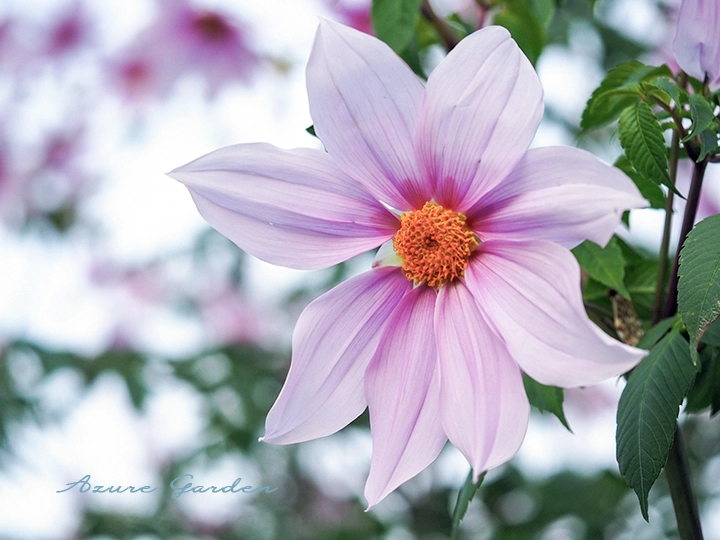 皇帝ダリア(Tree Dahlia)