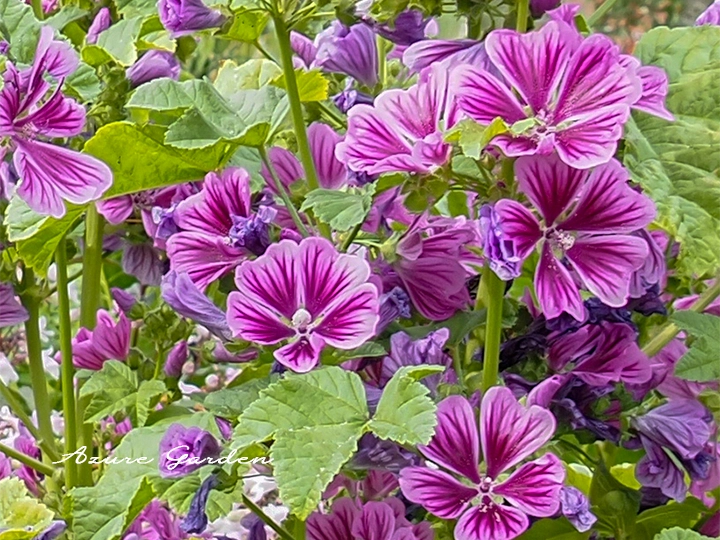 ゼニアオイの花